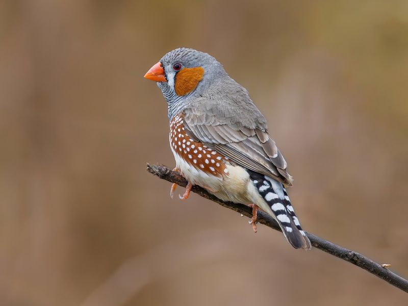 Sociable Zebra Finches