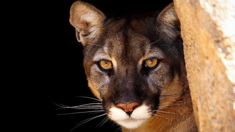Pets Acting Nervous Or Defensive