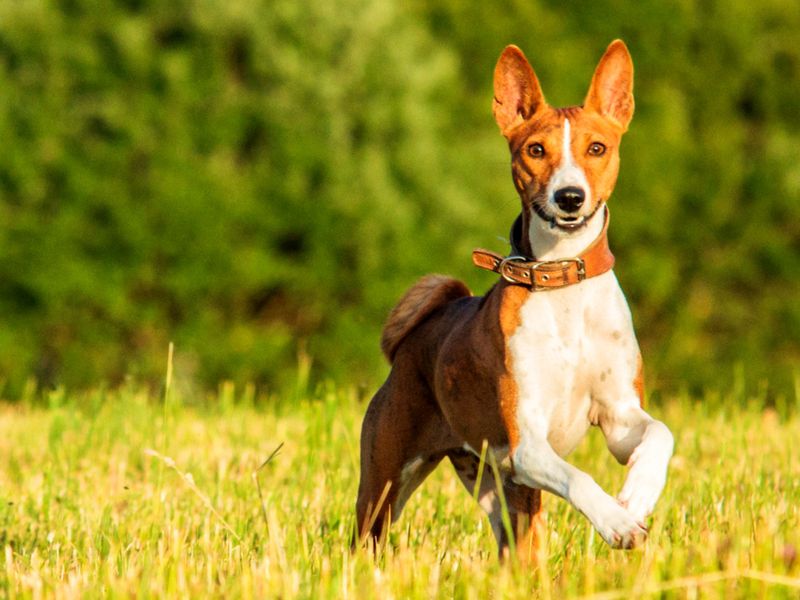 Willful Basenji