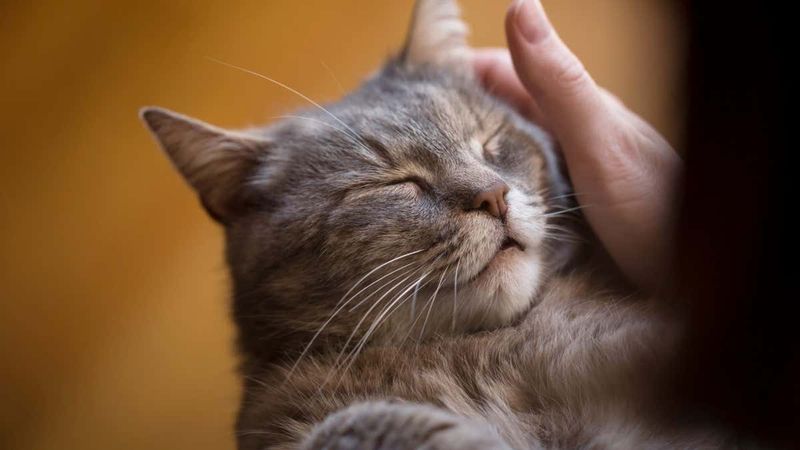 Healing Purrs