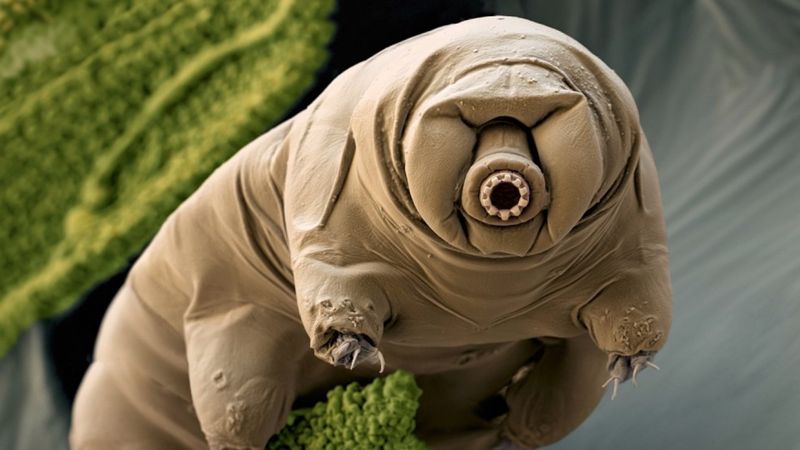 Nature's Ultimate Survivors: Tardigrades