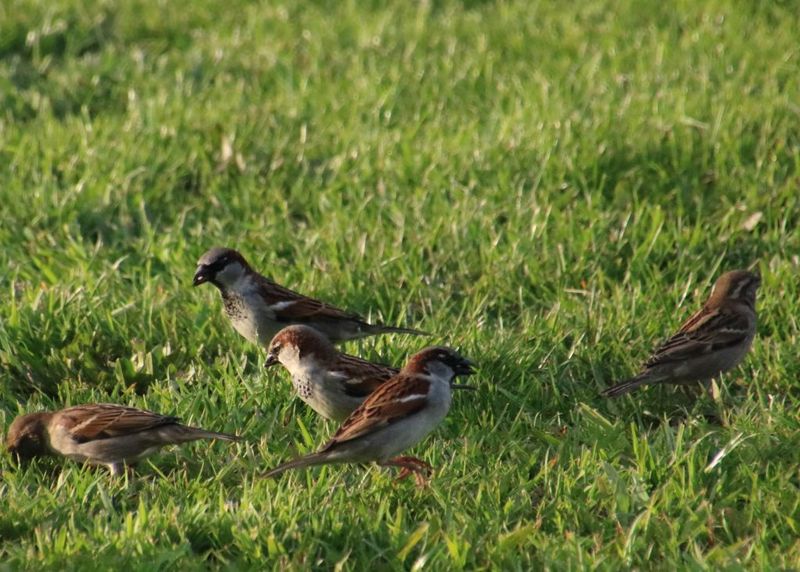 Unusual Bird Activity