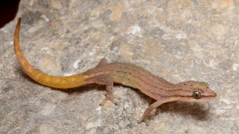 How The Discovery Impacts Our Understanding Of Biodiversity