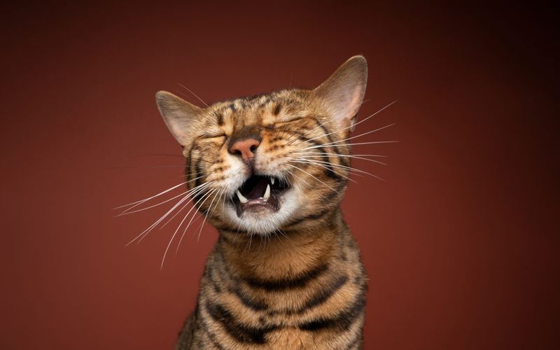 Vocalization Changes