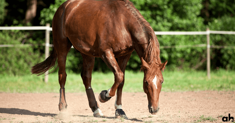 Pawing Or Stomping Frequently