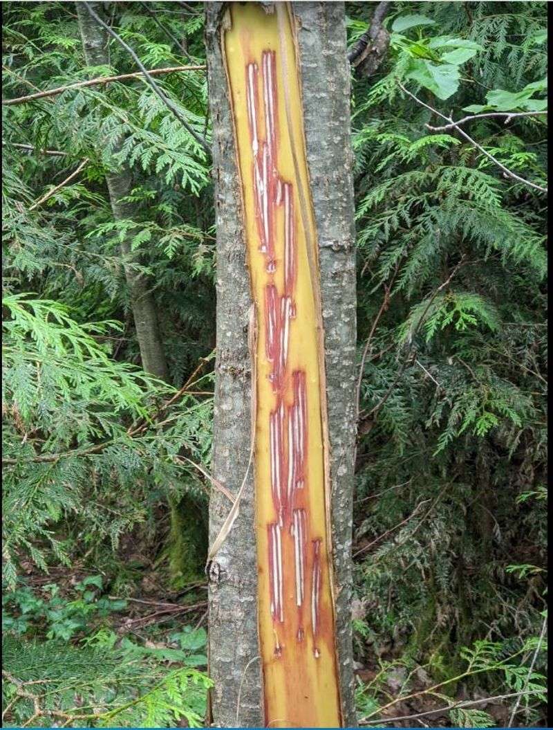 Scrapes And Scratch Marks On Trees