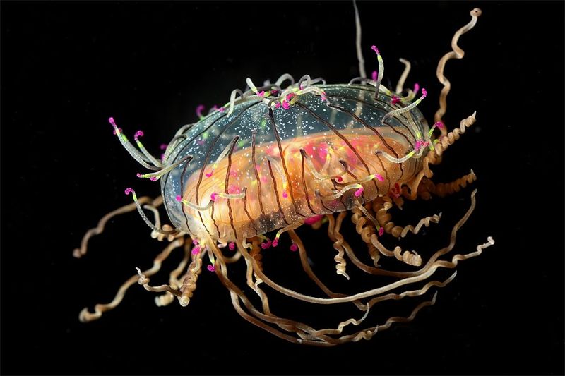 Flower Hat Jellyfish: The Underwater Firework