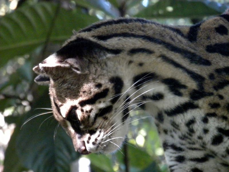 Jungles Of Central America
