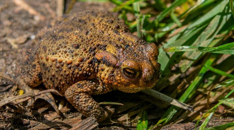 Pollution Pioneer: American Toad