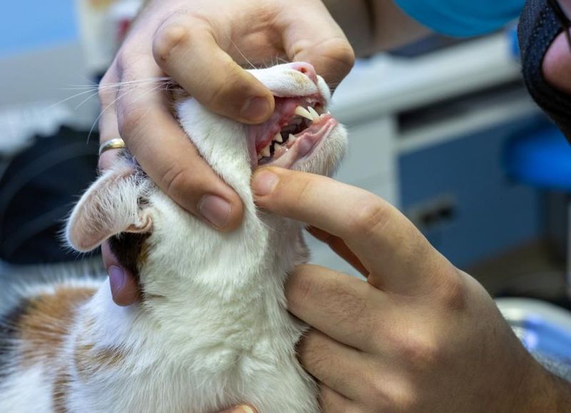 Dental Disease