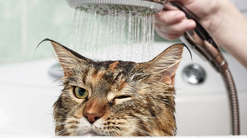 Brush Before Bath