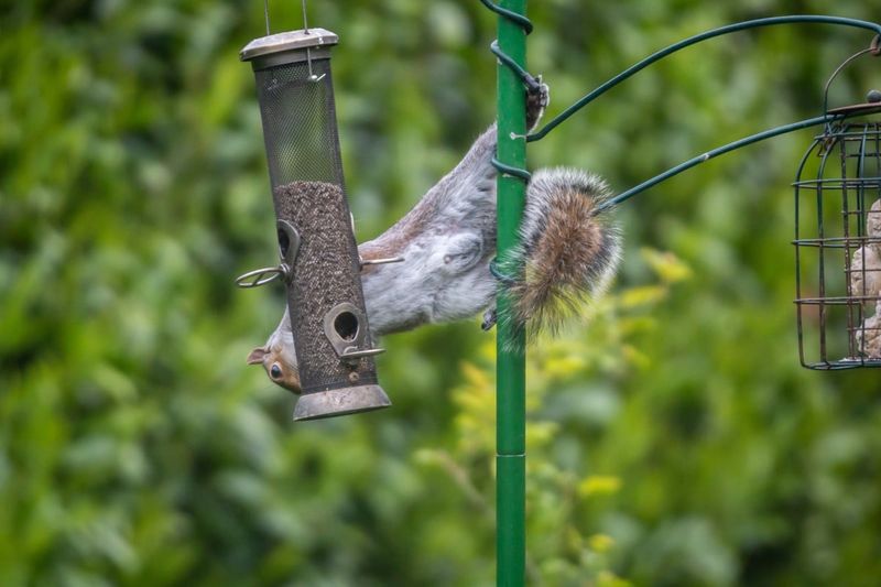 Try A Squirrel-Proof Bird Feeder Pole