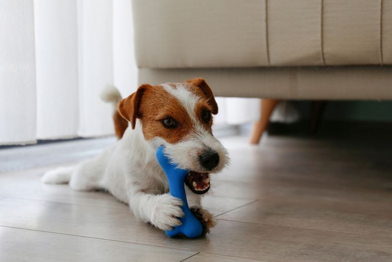 Provide A Chew Toy