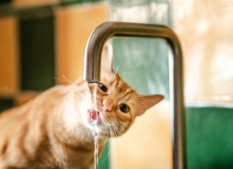 Hydrate Your Cat
