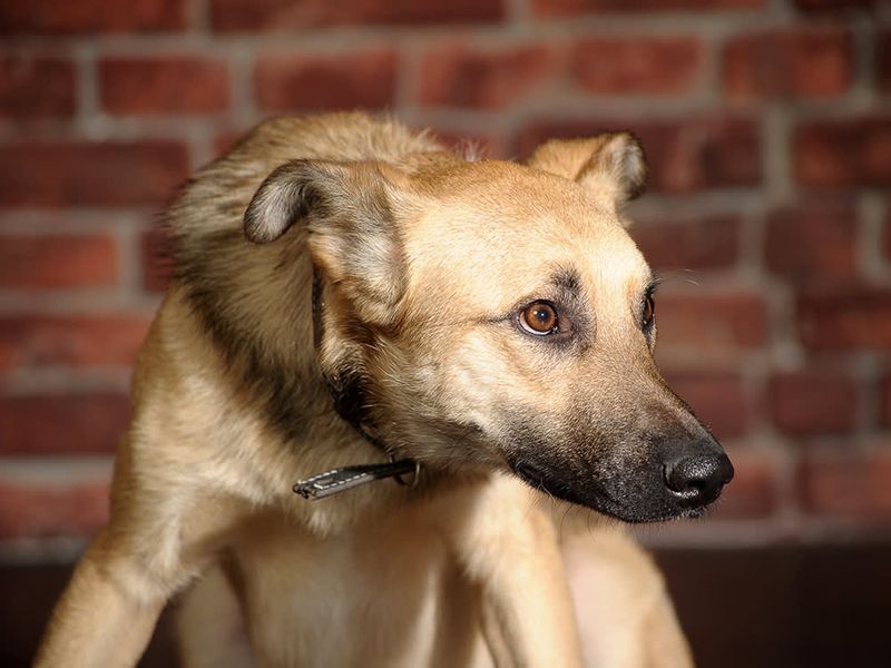 Read Dog Body Language