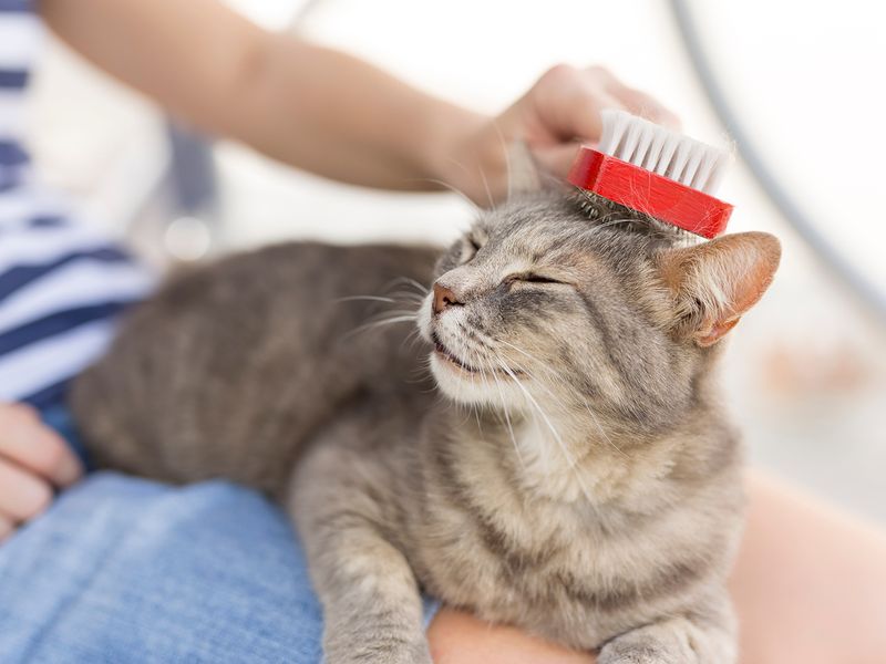 Shared Grooming Sessions