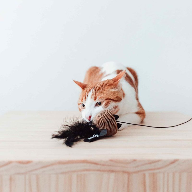 Provide Interactive Toys