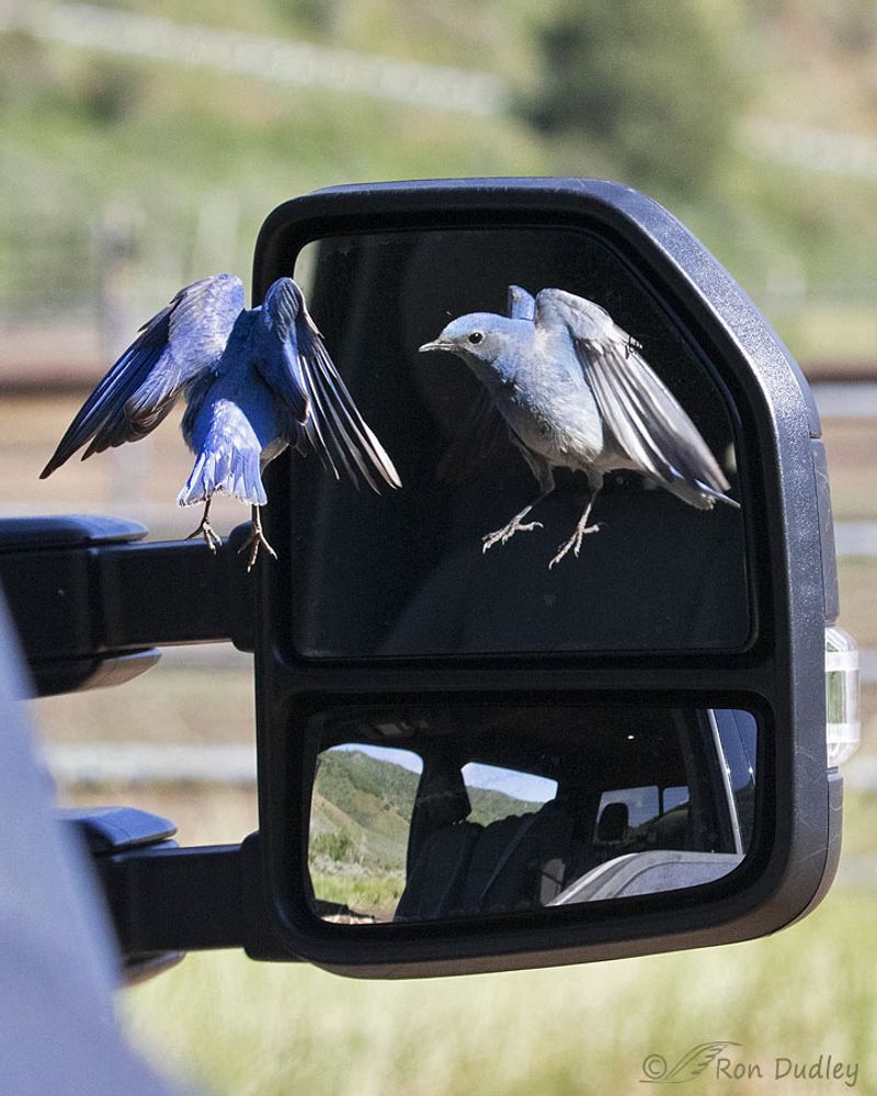 Play With Reflections