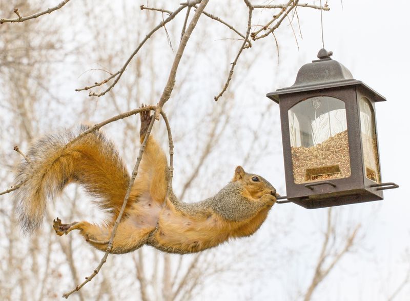 Avoiding Overhanging Branches