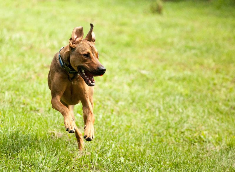 Exercise Your Dog Regularly