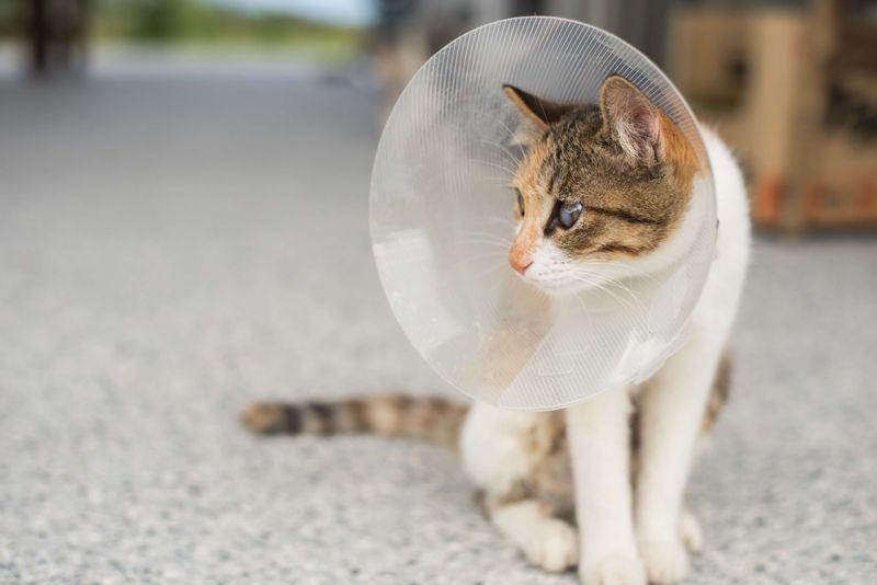 Spay Or Neuter Your Cat