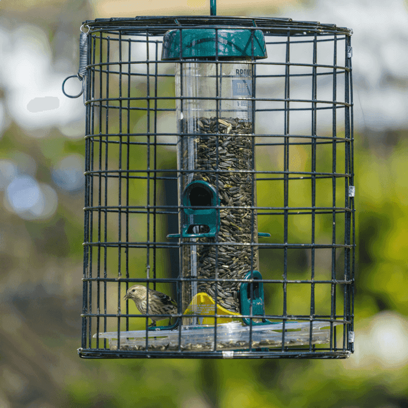 Install An Anti-Squirrel Cage Around The Feeder
