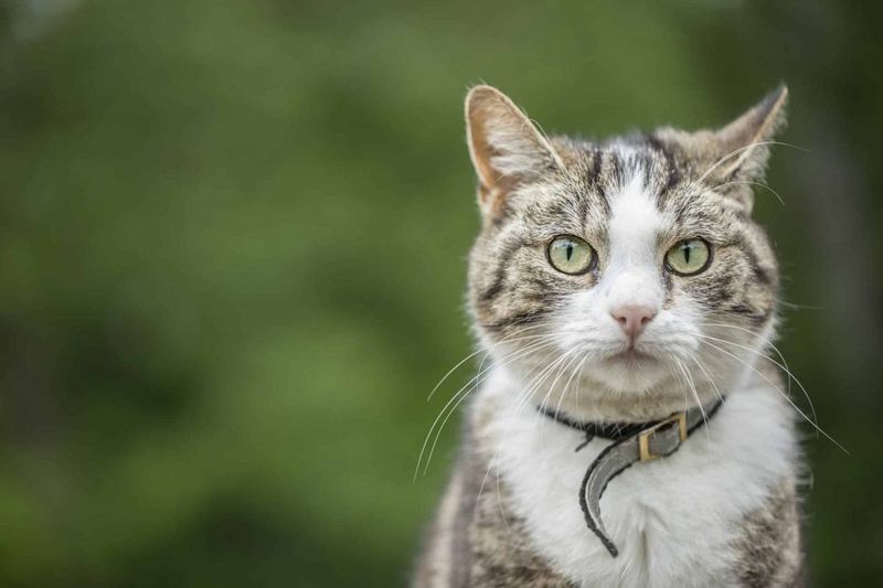 Consult A Pet Detective