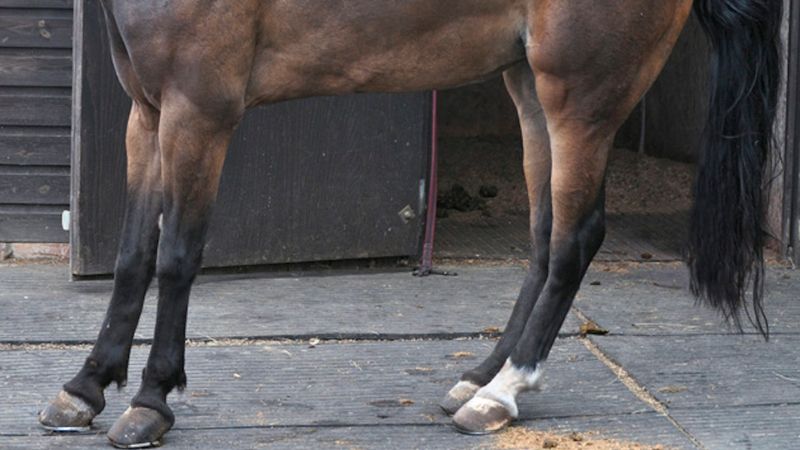 Ignoring Signs Of Lameness