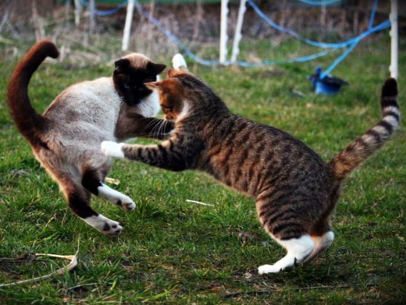Expecting Cats To Sort Out Problems