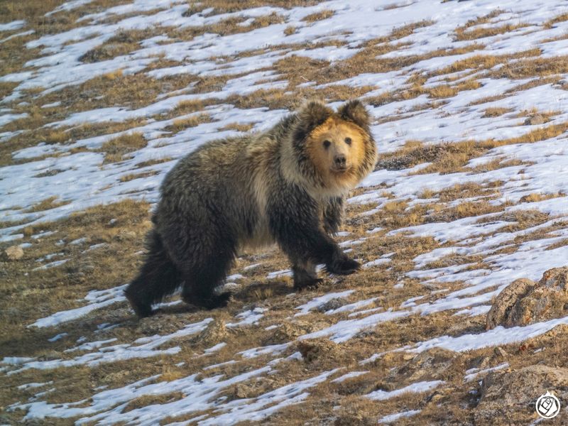 Tibetan Blue Bear
