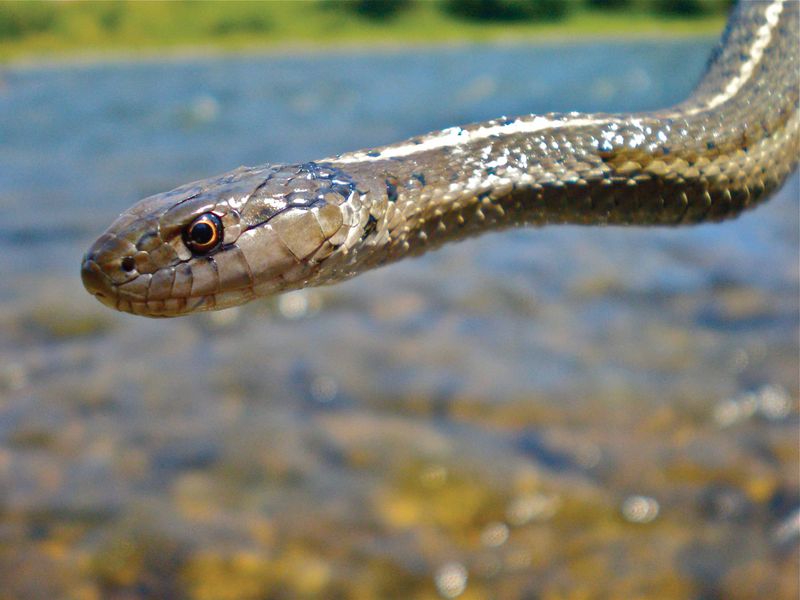 A Vital Role In Montana's Ecosystem