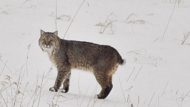 Delaware: Surprisingly Rare Sightings
