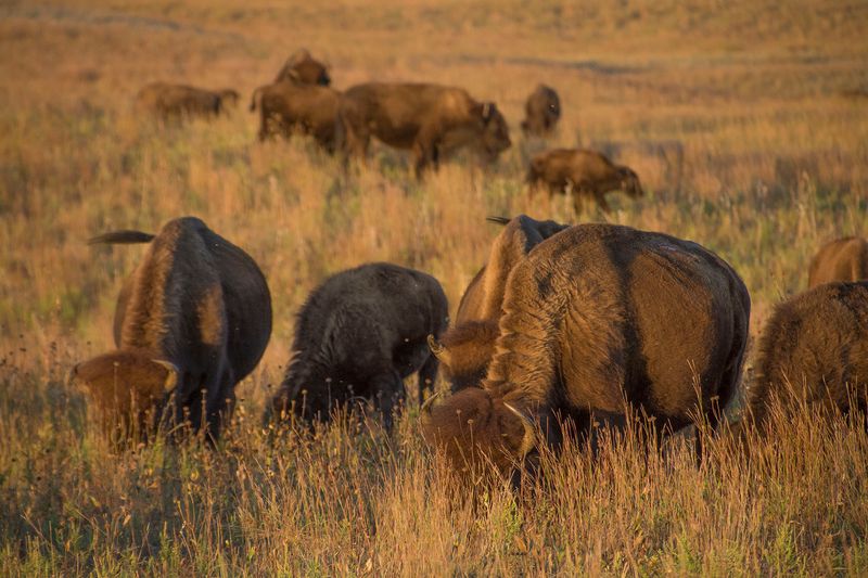 Nebraska's Nature Conservancy Restores Prairie Ecosystem