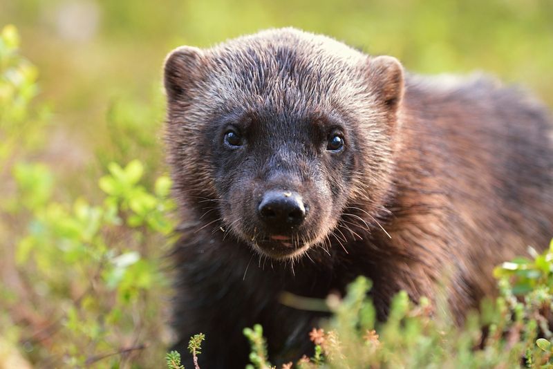 Minnesota's Boreal Breakthrough