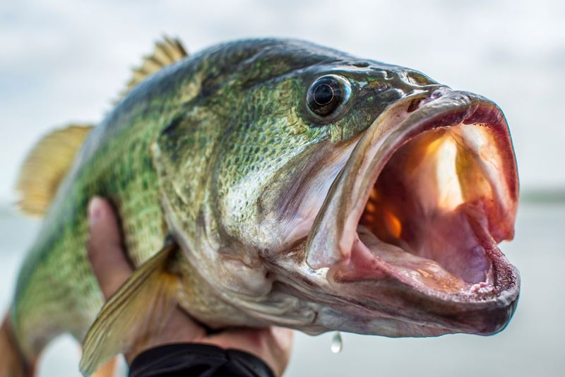 Lake Apopka's Collapsed Bass Fishery