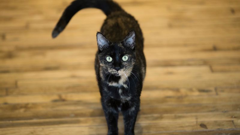 Use Your Cat’s Name