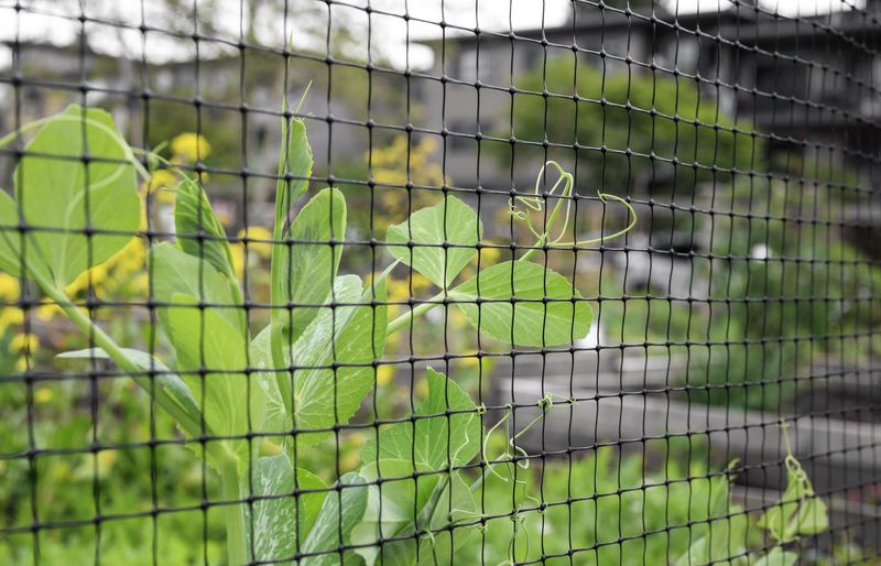 Create A Barrier With Wire Mesh