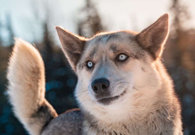 Seppala Siberian Sleddog