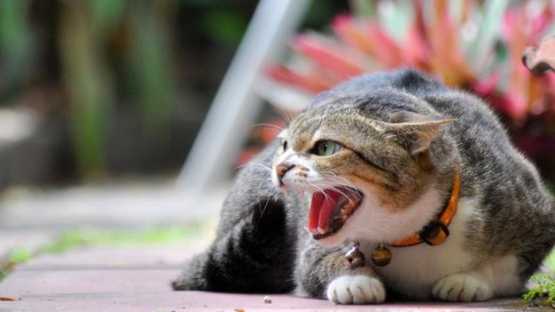 Hissing Air Sounds