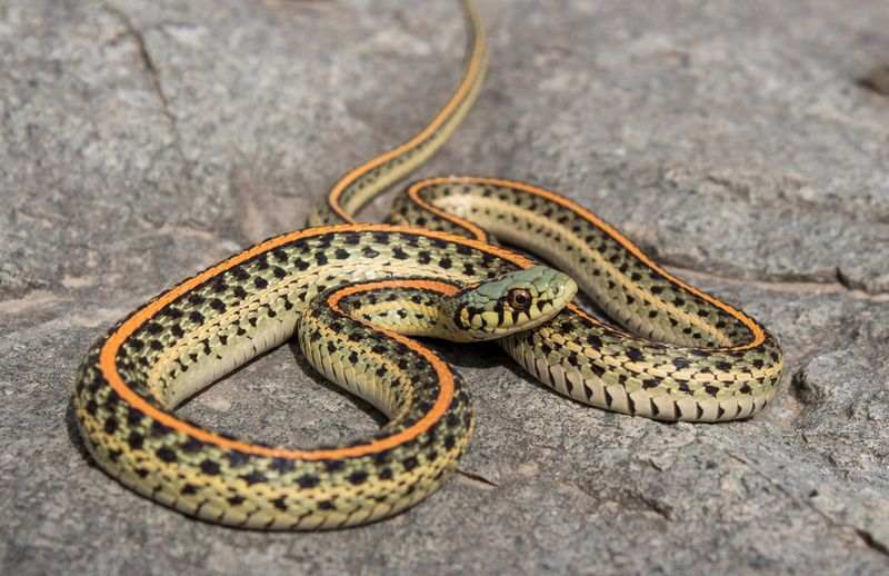Plains Garter Snake – A Colorful Surprise