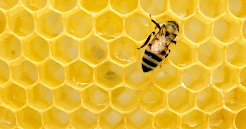Bee Venom: Arthritis Ally