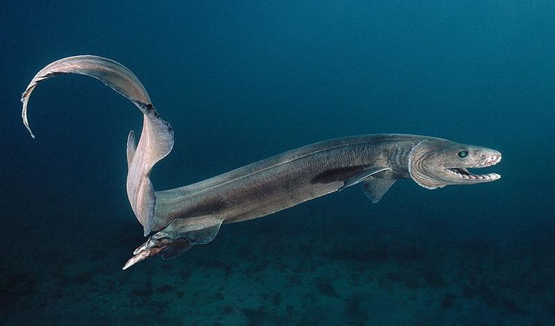 Frilled Shark: The Swimming Dinosaur