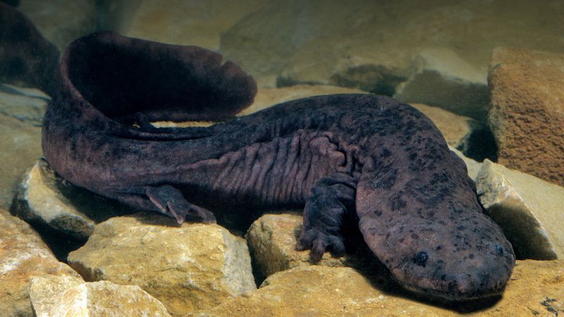Fading Into Myth: Chinese Giant Salamander