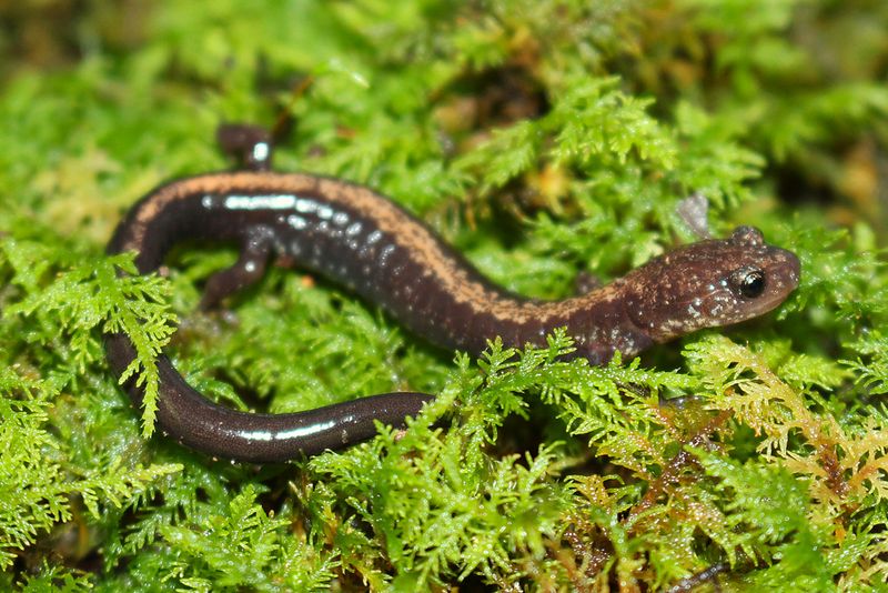 Phantom Of The Forest: Shenandoah Salamander