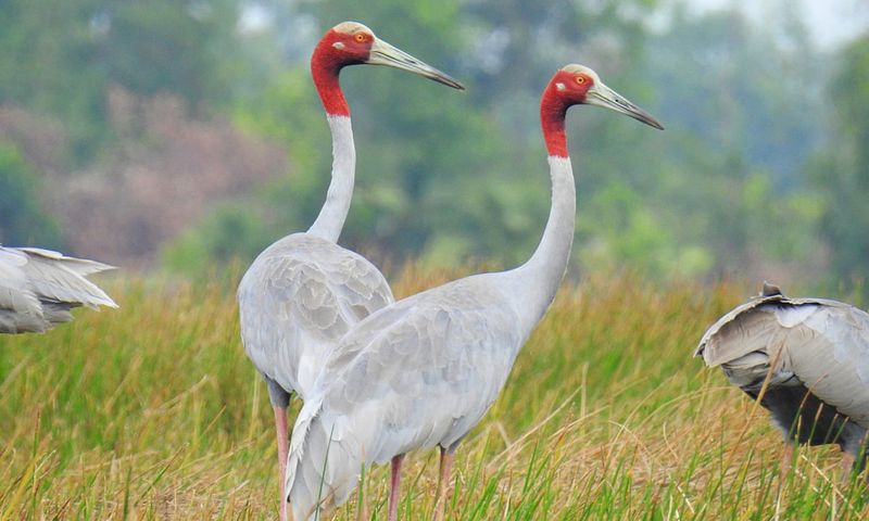 Elegant Dancers Of The Wetlands