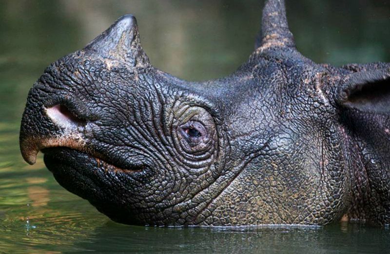 Javan Rhino – The Phantom Forest Giant