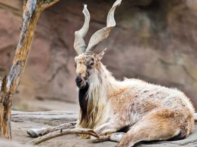 Markhor