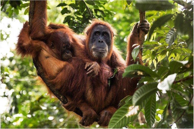 Sumatran Orangutan