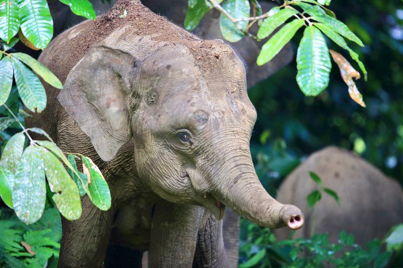 Bornean Pygmy Elephant