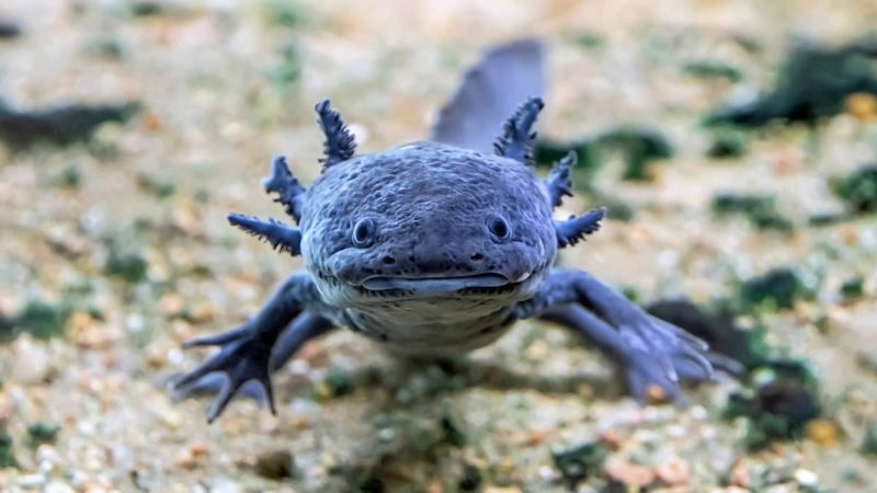 Axolotl